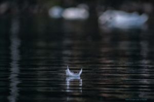 down feather floating on a still pond illustrating find some quiet